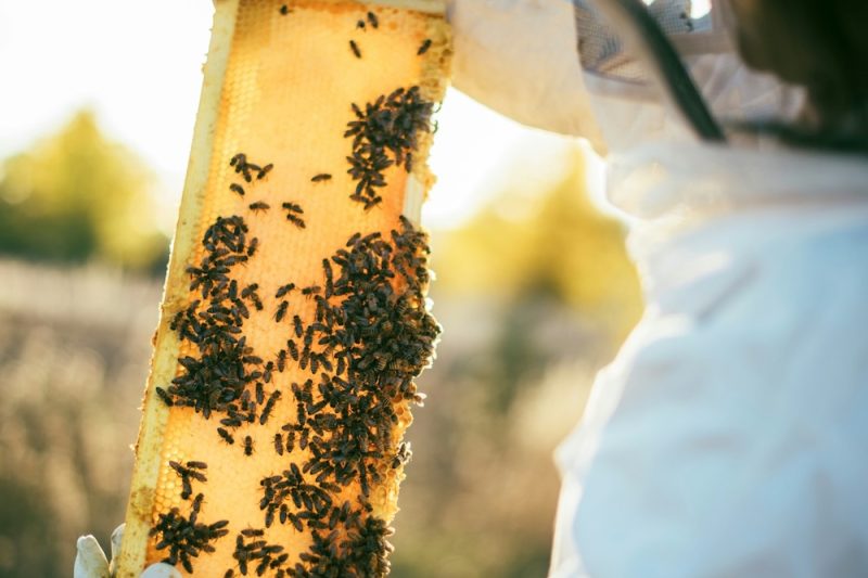 hiveboxx-65icrs88YYs-unsplash